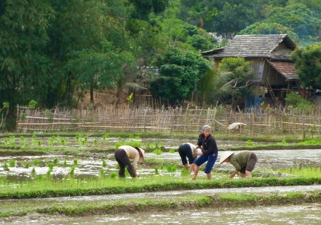 Women planting rice in fields in Mai Chau in Hoa Binh District, a mountainous area in Northwestern Vietnam.