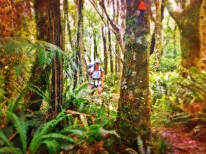 Hike into the Totara Flats in the Tararua Ranges