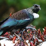 tui-closeup